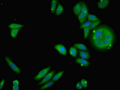 NDUFA12 / B17.2 Antibody - Immunofluorescent analysis of HepG2 cells diluted at 1:100 and Alexa Fluor 488-congugated AffiniPure Goat Anti-Rabbit IgG(H+L)