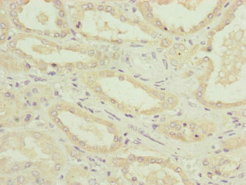 NDUFA12 / B17.2 Antibody - Immunohistochemistry of paraffin-embedded human kidney tissue at dilution of 1:100