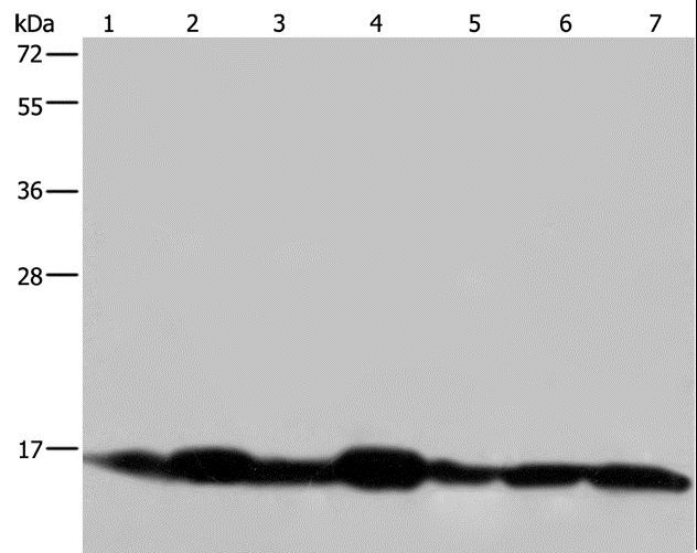 NDUFA13 / GRIM19 Antibody - Western blot analysis of Mouse spleen and skeletal muscle tissue, human hepatocellular carcinoma, mouse liver and human placenta tissue, HeLa and 293Tcelltissue, using NDUFA13 Polyclonal Antibody at dilution of 1:350.