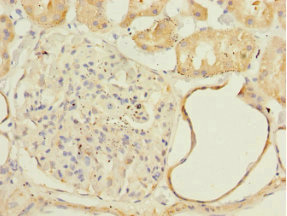 NDUFA13 / GRIM19 Antibody - Immunohistochemistry of paraffin-embedded human kidney tissue at dilution 1:100