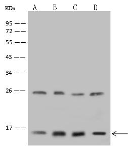 NDUFA13 / GRIM19 Antibody - Anti-NDUFA13 rabbit polyclonal antibody at 1:500 dilution. Lane A: MCF7 Whole Cell Lysate. Lane B: K562 Whole Cell Lysate. Lane C: 293T Whole Cell Lysate. Lane D: U-251 MG Whole Cell Lysate. Lysates/proteins at 30 ug per lane. Secondary: Goat Anti-Rabbit IgG (H+L)/HRP at 1/10000 dilution. Developed using the ECL technique. Performed under reducing conditions. Predicted band size: 17 kDa. Observed band size: 16 kDa. (We are unsure as to the identity of these extra bands.)