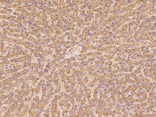 NDUFA13 / GRIM19 Antibody - Immunochemical staining of human NDUFA13 in human liver with rabbit polyclonal antibody at 1:100 dilution, formalin-fixed paraffin embedded sections.