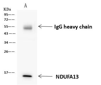 NDUFA13 / GRIM19 Antibody - NDUFA13 was immunoprecipitated using: Lane A: 0.5 mg K562 Whole Cell Lysate. 4 uL anti-NDUFA13 rabbit polyclonal antibody and 60 ug of Immunomagnetic beads Protein A/G. Primary antibody: Anti-NDUFA13 rabbit polyclonal antibody, at 1:100 dilution. Secondary antibody: Goat Anti-Rabbit IgG (H+L)/HRP at 1/10000 dilution. Developed using the ECL technique. Performed under reducing conditions. Predicted band size: 17 kDa. Observed band size: 15 kDa.