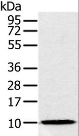 NDUFA2 Antibody - Western blot analysis of Raw264.7 cell, using NDUFA2 Polyclonal Antibody at dilution of 1:300.