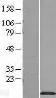 NDUFA2 Protein - Western validation with an anti-DDK antibody * L: Control HEK293 lysate R: Over-expression lysate