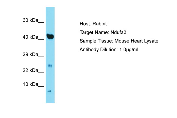 NDUFA3 / B9 Antibody -  This image was taken for the unconjugated form of this product. Other forms have not been tested.