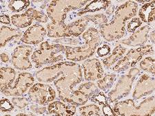 NDUFA3 / B9 Antibody - Immunochemical staining of human NDUFA3 in human kidney with rabbit polyclonal antibody at 1:100 dilution, formalin-fixed paraffin embedded sections.