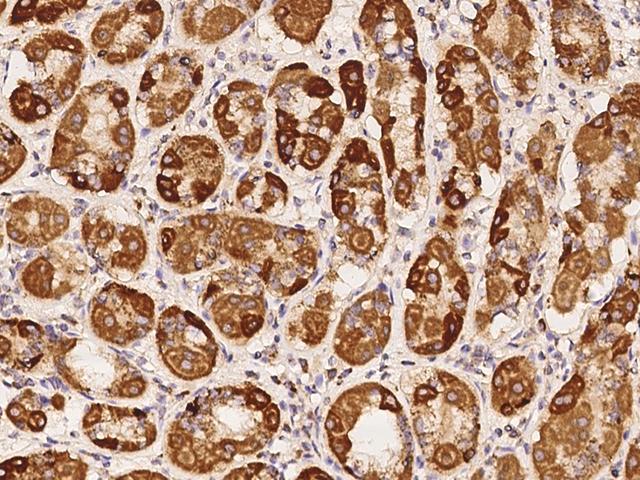 NDUFA3 / B9 Antibody - Immunochemical staining of human NDUFA3 in human stomach with rabbit polyclonal antibody at 1:100 dilution, formalin-fixed paraffin embedded sections.
