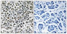 NDUFA3 / B9 Antibody - Peptide - + Immunohistochemistry analysis of paraffin-embedded human pancreas tissue using NDUFA3 antibody.