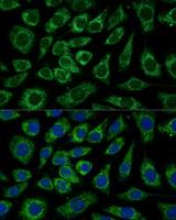 NDUFA4 Antibody - Immunofluorescence analysis of L929 cells using NDUFA4 Polyclonal Antibody at dilution of 1:100 (40x lens).Blue: DAPI for nuclear staining.