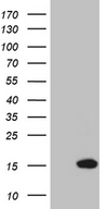 NDUFA4L2 Antibody - HEK293T cells were transfected with the pCMV6-ENTRY control. (Left lane) or pCMV6-ENTRY NDUFA4L2. (Right lane) cDNA for 48 hrs and lysed. Equivalent amounts of cell lysates. (5 ug per lane) were separated by SDS-PAGE and immunoblotted with anti-NDUFA4L2. (1:2000)