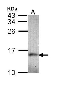 NDUFA5 Antibody - Sample (30 ug of whole cell lysate). A: Hep G2 . 15% SDS PAGE. NDUFA5 antibody diluted at 1:1000.