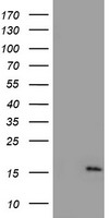NDUFA5 Antibody - HEK293T cells were transfected with the pCMV6-ENTRY control (Left lane) or pCMV6-ENTRY NDUFA5 (Right lane) cDNA for 48 hrs and lysed. Equivalent amounts of cell lysates (5 ug per lane) were separated by SDS-PAGE and immunoblotted with anti-NDUFA5.