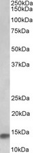 NDUFA7 Antibody - NDUFA7 antibody (0.1 ug/ml) staining of Human Heart lysate (35 ug protein in RIPA buffer). Primary incubation was 1 hour. Detected by chemiluminescence.