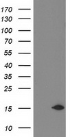 NDUFA7 Antibody - HEK293T cells were transfected with the pCMV6-ENTRY control (Left lane) or pCMV6-ENTRY NDUFA7 (Right lane) cDNA for 48 hrs and lysed. Equivalent amounts of cell lysates (5 ug per lane) were separated by SDS-PAGE and immunoblotted with anti-NDUFA7.