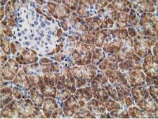 NDUFA7 Antibody - IHC of paraffin-embedded Human pancreas tissue using anti-NDUFA7 mouse monoclonal antibody.