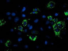 NDUFA7 Antibody - Anti-NDUFA7 mouse monoclonal antibody immunofluorescent staining of COS7 cells transiently transfected by pCMV6-ENTRY NDUFA7.
