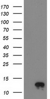 NDUFA7 Antibody - HEK293T cells were transfected with the pCMV6-ENTRY control (Left lane) or pCMV6-ENTRY NDUFA7 (Right lane) cDNA for 48 hrs and lysed. Equivalent amounts of cell lysates (5 ug per lane) were separated by SDS-PAGE and immunoblotted with anti-NDUFA7.