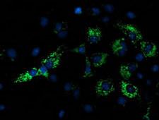 NDUFA7 Antibody - Anti-NDUFA7 mouse monoclonal antibody immunofluorescent staining of COS7 cells transiently transfected by pCMV6-ENTRY NDUFA7.