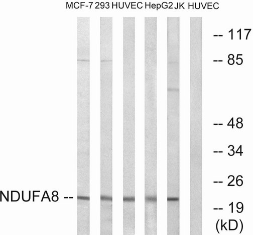 NDUFA8 Antibody - Western blot analysis of lysates from HUVEC, MCF-7, Jurkat, HepG2, and 293 cells, using NDUFA8 Antibody. The lane on the right is blocked with the synthesized peptide.