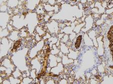 NDUFA8 Antibody - 1:100 staining mouse lung tissue by IHC-P. The sample was formaldehyde fixed and a heat mediated antigen retrieval step in citrate buffer was performed. The sample was then blocked and incubated with the antibody for 1.5 hours at 22°C. An HRP conjugated goat anti-rabbit antibody was used as the secondary.