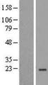 NDUFA8 Protein - Western validation with an anti-DDK antibody * L: Control HEK293 lysate R: Over-expression lysate