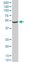 NDUFA9 Antibody - NDUFA9 monoclonal antibody (M01), clone 3D7. Western blot of NDUFA9 expression in Raw 264.7.