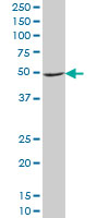 NDUFA9 Antibody - NDUFA9 monoclonal antibody (M01), clone 3D7 Western blot of NDUFA9 expression in NIH/3T3.