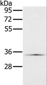 NDUFA9 Antibody - Western blot analysis of HeLa cell, using NDUFA9 Polyclonal Antibody at dilution of 1:400.