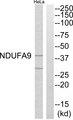 NDUFA9 Antibody - Western blot analysis of extracts from HeLa cells, using NDUFA9 antibody.