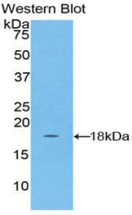 NDUFAB1 / ACP Antibody - Western blot of recombinant NDUFAB1 / ACP.  This image was taken for the unconjugated form of this product. Other forms have not been tested.
