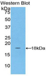NDUFAB1 / ACP Antibody - Western blot of recombinant NDUFAB1 / ACP.  This image was taken for the unconjugated form of this product. Other forms have not been tested.