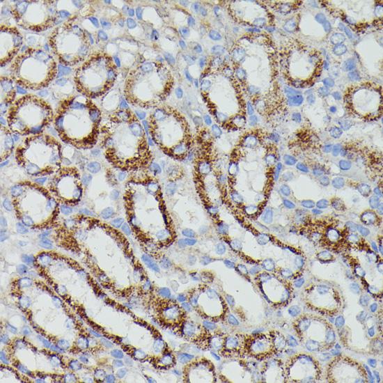 NDUFAB1 / ACP Antibody - Immunohistochemistry of paraffin-embedded Mouse kidney using NDUFAB1 Polyclonal Antibody at dilution of 1:100 (40x lens).