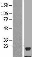 NDUFAB1 / ACP Protein - Western validation with an anti-DDK antibody * L: Control HEK293 lysate R: Over-expression lysate