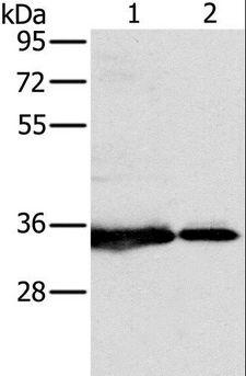 NDUFAF1 / CIA30 Antibody - Western blot analysis of 231 and Jurkat cell, using NDUFAF1 Polyclonal Antibody at dilution of 1:500.