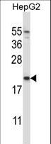 NDUFAF2 / NDUFA12L Antibody - NDUFAF2 Antibody western blot of HepG2 cell line lysates (35 ug/lane). The NDUFAF2 antibody detected the NDUFAF2 protein (arrow).