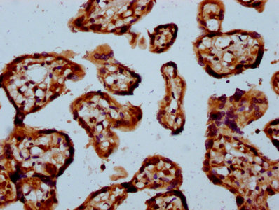 NDUFAF3 Antibody - Immunohistochemistry Dilution at 1:100 and staining in paraffin-embedded human placenta tissue performed on a Leica BondTM system. After dewaxing and hydration, antigen retrieval was mediated by high pressure in a citrate buffer (pH 6.0). Section was blocked with 10% normal Goat serum 30min at RT. Then primary antibody (1% BSA) was incubated at 4°C overnight. The primary is detected by a biotinylated Secondary antibody and visualized using an HRP conjugated SP system.
