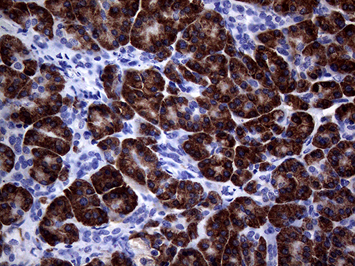 NDUFAF5 Antibody - Immunohistochemical staining of paraffin-embedded Human pancreas tissue within the normal limits using anti-NDUFAF5 mouse monoclonal antibody. (Heat-induced epitope retrieval by 1mM EDTA in 10mM Tris buffer. (pH8.5) at 120°C for 3 min. (1:2000)