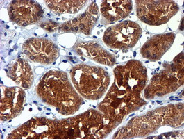 NDUFAF7 Antibody - IHC of paraffin-embedded Human Kidney tissue using anti-C2orf56 mouse monoclonal antibody.