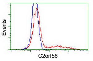 NDUFAF7 Antibody - HEK293T cells transfected with either overexpress plasmid (Red) or empty vector control plasmid (Blue) were immunostained by anti-C2orf56 antibody, and then analyzed by flow cytometry.