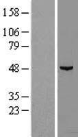 NDUFAF7 Protein - Western validation with an anti-DDK antibody * L: Control HEK293 lysate R: Over-expression lysate