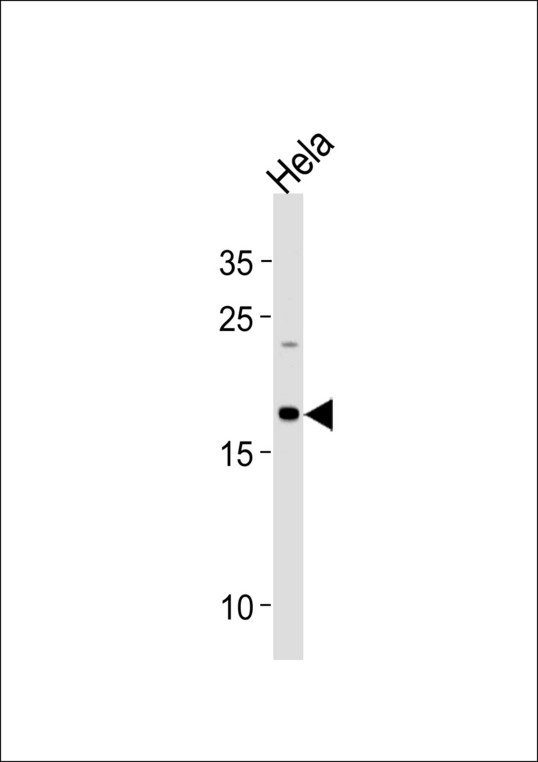 NDUFB10 Antibody - NDUFB10 Antibody western blot of HeLa cell line lysates (35 ug/lane). The NDUFB10 antibody detected the NDUFB10 protein (arrow).