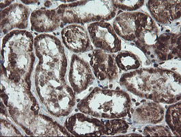 NDUFB10 Antibody - IHC of paraffin-embedded Human Kidney tissue using anti-NDUFB10 mouse monoclonal antibody.
