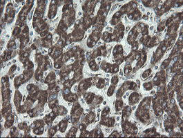 NDUFB10 Antibody - IHC of paraffin-embedded Human liver tissue using anti-NDUFB10 mouse monoclonal antibody.
