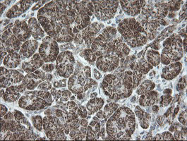 NDUFB10 Antibody - IHC of paraffin-embedded Human pancreas tissue using anti-NDUFB10 mouse monoclonal antibody.