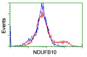 NDUFB10 Antibody - HEK293T cells transfected with either overexpress plasmid (Red) or empty vector control plasmid (Blue) were immunostained by anti-NDUFB10 antibody, and then analyzed by flow cytometry.