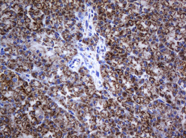 NDUFB10 Antibody - IHC of paraffin-embedded Human pancreas tissue using anti-NDUFB10 mouse monoclonal antibody.