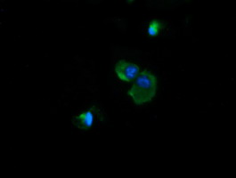 NDUFB10 Antibody - Anti-NDUFB10 mouse monoclonal antibody immunofluorescent staining of COS7 cells transiently transfected by pCMV6-ENTRY NDUFB10.