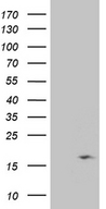 NDUFB3 Antibody - HEK293T cells were transfected with the pCMV6-ENTRY control. (Left lane) or pCMV6-ENTRY NDUFB3. (Right lane) cDNA for 48 hrs and lysed. Equivalent amounts of cell lysates. (5 ug per lane) were separated by SDS-PAGE and immunoblotted with anti-NDUFB3. (1:500)