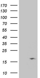 NDUFB3 Antibody - HEK293T cells were transfected with the pCMV6-ENTRY control. (Left lane) or pCMV6-ENTRY NDUFB3. (Right lane) cDNA for 48 hrs and lysed
